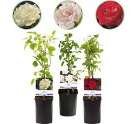 Rosier grimpant - Rosa Tricolour - Fleurs roses, blanches et rouges - 3 plants