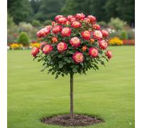 Rosier sur tige - 120 cm de hauteur - Pour pots et pleine terre - Idéal pour Balcon, terrasse, Petit Jardin (Double Delight)