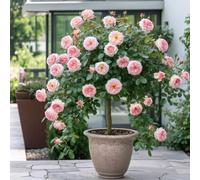 Rosier sur tige - 120 cm de hauteur - Pour pots et pleine terre - Idéal pour Balcon, terrasse, Petit Jardin (Laminuette)