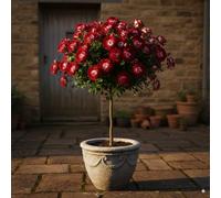 Rosier sur tige - 120 cm de hauteur - Pour pots et pleine terre - Idéal pour Balcon, terrasse, Petit Jardin (Osiria)