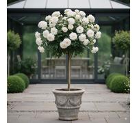 Rosier sur tige - 120 cm de hauteur - Pour pots et pleine terre - Idéal pour Balcon, terrasse, Petit Jardin (Pascali)