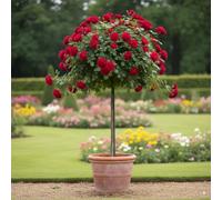 Rosier sur tige - 120 cm de hauteur - Pour pots et pleine terre - Idéal pour Balcon, terrasse, Petit Jardin (Scarlet)