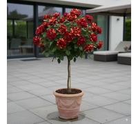 Rosier sur tige - 120 cm de hauteur - Pour pots et pleine terre - Idéal pour Balcon, terrasse, Petit Jardin (Hocus Pokus)