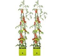 Royal Gardineer Set de 2 pots de fleur à étages avec réservoir 2,5 L