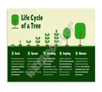 RQLVZHGK Botanical Poster Life Cycle of a Tree Growth Stages Diagram Nature Inspired Wall-Art for Classroom Office Home Decor Unframed,08x12inch(20x30cm)