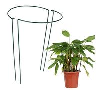 RTWAY Lot de 2 piquets de support semi-circulaires en métal pour plantes de jardin - Support de pivoine pour petites plantes en pot d'intérieur - 30 x 49,8 cm