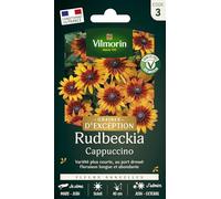 Rudbeckia Cappuccino - Graines d'Exception