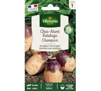 Rutabaga Champion (à Collet Rouge) - Légumes d'Autrefois