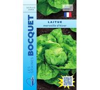 Sachet de graines de Laitue d'hiver Merveille d'hiver - 4 g - légume feuille - LES GRAINES BOCQUET