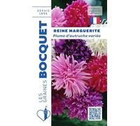 Sachet de graines de Reine Marguerite Plume d'Autruche variée - 0,8 g - fleur annuelle - LES GRAINES BOCQUET