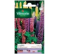 Vilmorin 5345741 Lupin de Russel varie Multicolore 9 x 0.5 x 16 cm