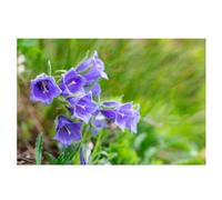 sachets de graines à semer- Campanule Bleue Des Carpates- 0.30gr