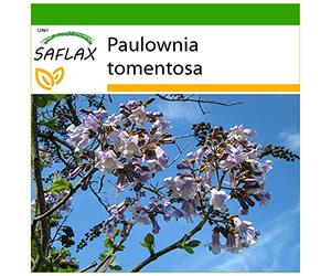 SAFLAX - Arbre impérial - 200 graines - Avec substrat - Paulownia tomentosa