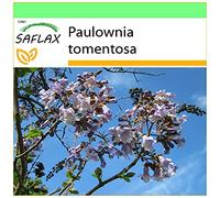 SAFLAX - Arbre impérial - 200 graines - Paulownia tomentosa