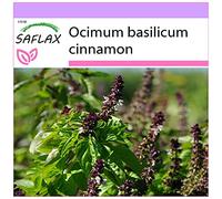 SAFLAX - Basilic cannelle - 200 graines - Ocimum basilicum cinnamon