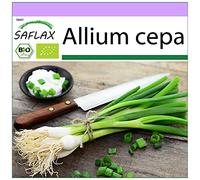 SAFLAX - BIO - Oignon - Blanc de Lisbonne - 150 graines - Allium cepa