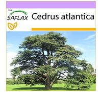 SAFLAX - Cèdre de l'Atlas - 20 graines - Cedrus atlantica