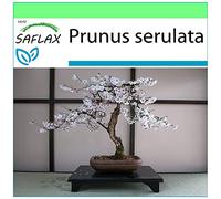 SAFLAX - Cerisier du Japon - 30 graines - Prunus serulata