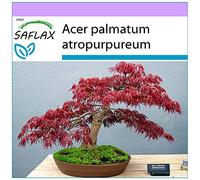 SAFLAX - Erable du Japon pourpre - 20 graines - Acer palmatum atropurpureum
