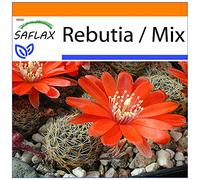 SAFLAX - Jardin dans le sac - Cactus nain argentin - 40 graines - Rebutia/Mix