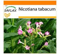 SAFLAX - Jardin dans le sac - Tabac - 250 graines - Nicotiana tabacum