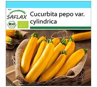 SAFLAX - Kit cadeau - BIO - Courgette - Gold Rush - 5 graines - Avec boîte cadeau/d’expédition, autocollant d’expédition, carte cadeau et substrat de culture - Cucurbita pepo