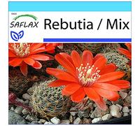 SAFLAX - Kit cadeau - Cactus nain argentin - 40 graines - Rebutia/Mix