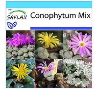 SAFLAX - Kit cadeau - Des pierres fleurissantes/Mélange de Conophytum - 40 graines - Conophytum Mix