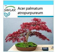 SAFLAX - Kit cadeau - Erable du Japon pourpre - 20 graines - Acer palmatum atropurpureum