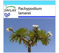 SAFLAX - Kit cadeau - Palmier de Madagascar - 10 graines - Pachypodium lamerei