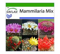 SAFLAX - Mélange de Mammillaria - 40 graines - Avec substrat - Mammilaria Mix
