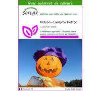 SAFLAX - Potiron - Lanterne Potiron - 10 graines - Avec substrat - Cucurbita