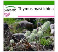 SAFLAX - Thym résineux - 250 graines - Avec substrat - Thymus mastichina