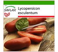 SAFLAX - Tomate San Marzano - 10 graines - Avec substrat - Lycopersicon esculentum