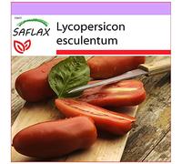 SAFLAX - Tomate San Marzano - 10 graines - Lycopersicon esculentum