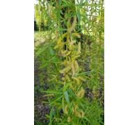 Salix alba 'Tristis' / Saule pleureur/Conteneur de 2 à 2.9 litres