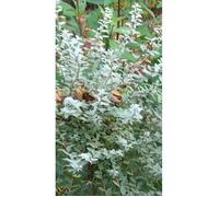 Salix repens 'Nitida' - Saule Argenté, Saula Rampant Argent 30- 40 cm en pot