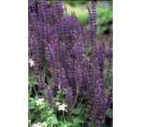 Salvia nemorosa « Mainacht » 48 plants Plante vivace à fleurs bleues
