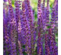 Salvia nemorosa « Ostfriesland » 48 plants 10-25cm Ø9cm Plante vivace à fleurs