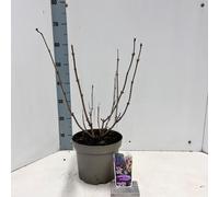 Sambucus nigra Black Beauty ('Gerda'PBR) - Sureau | 40-60 cm en pot