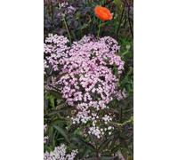 Sambucus nigra BLACK LACE ® 'Eva' / Sureau pourpre