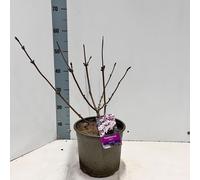 Sambucus nigra Black Lace ('Eva'PBR) - Sureau | 40-45 cm en pot