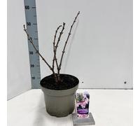 Sambucus nigra Black Tower ('Eiffel 1'PBR) - Sureau | 50-60 cm en pot