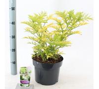 Sambucus nigra Golden Tower ('Jdeboer001'PBR) - Sureau | 40-45 cm en pot