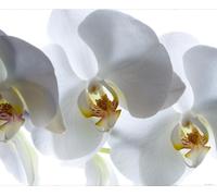 Sanders & Sanders papier peint panoramique fleurs blanc 375 x 270 cm