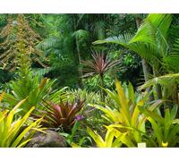 Sanders & Sanders papier peint panoramique jungle vert 375 x 270 cm