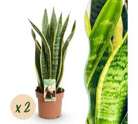 Sanseveria Laurentii - Langue de Dame - Faible entretien - Vert - 2 Plantes - 60-70cm - Ø17cm - Plante d'intérieur - Vert persistant