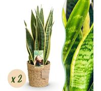 Sanseveria Laurentii - Langue de la dame - Faible entretien - avec panier - Vert - 2 Plantes - 60-70cm - Ø17cm - Plante d'intérieur - Vert persistant