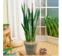 Sansevieria Black Coral - Langue de Belle-mère Plante Cadeau en pot pour la Maison ou le Bureau