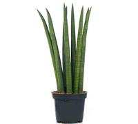 Sansevieria Cylindrica Spaghetti Plante d’intérieur pour la Maison ou le Bureau en Pot